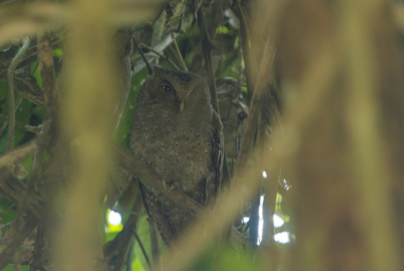 Andaman scops owl - Otus balli - Andamandvärguv