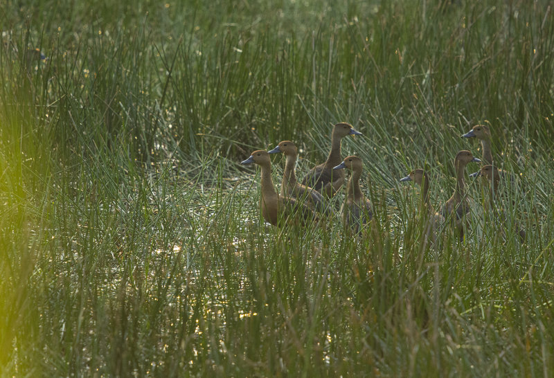 lesser whistling duck - Dendrocygna javanica - Orientvisseland