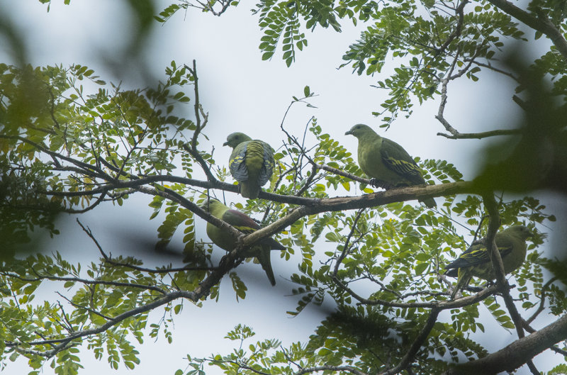 Andaman green pigeon - Treron chloropterus - Andamangrönduva