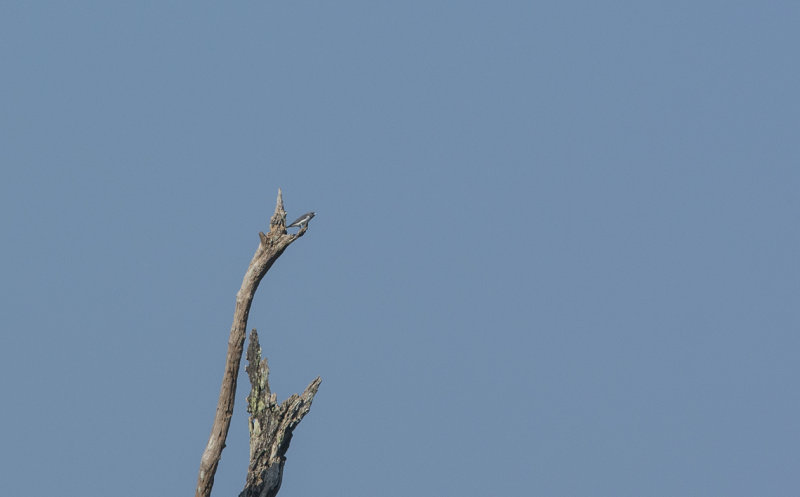 white-breasted woodswallow - Artamus leucorynchus - Vitbröstad svalstare