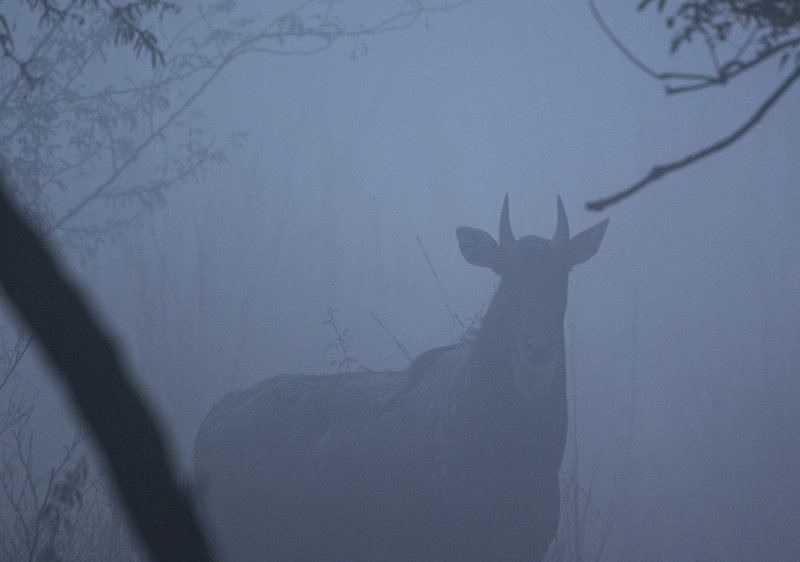 Nilgai - Boselaphus tragocamelus - Nilgau