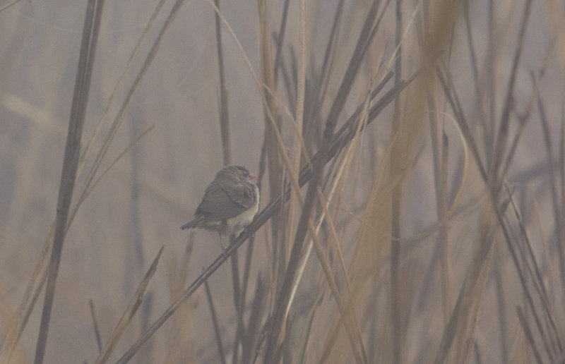 red avadavat - Amandava amandava - Röd tigerfink