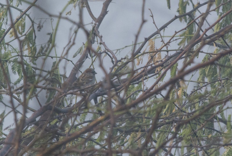 Sind sparrow - Passer pyrrhonotus - Sindsparv