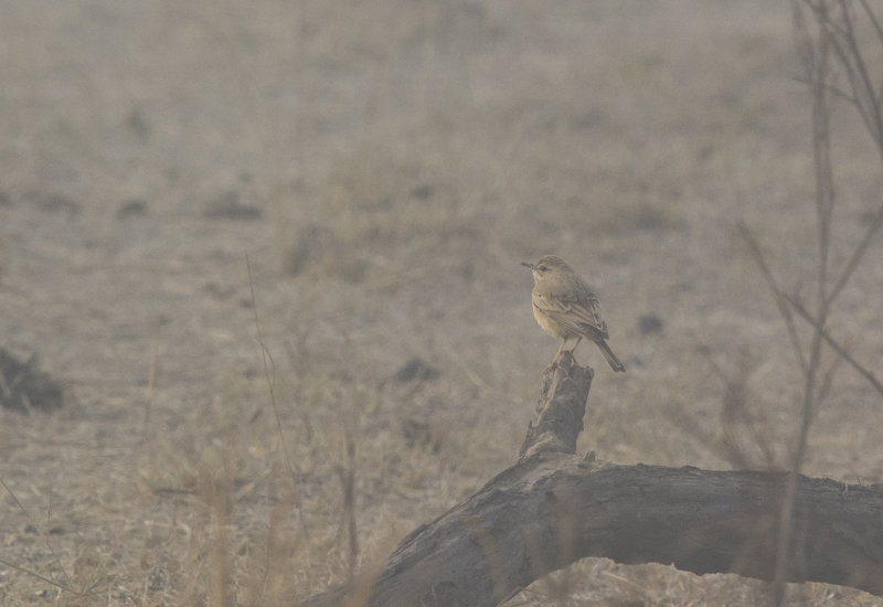 tawny pipit - Anthus campestris - Fältpiplärka