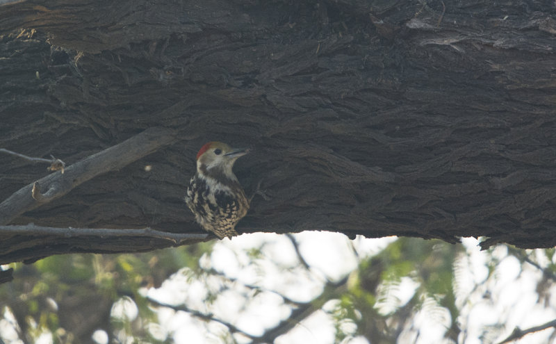 yellow-crowned woodpecker - Leiopicus mahrattensis - Mahrattaspett