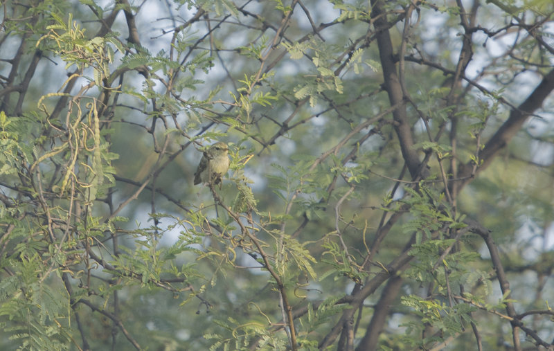 Brooks's leaf warbler - Phylloscopus subviridis - Afghansångare