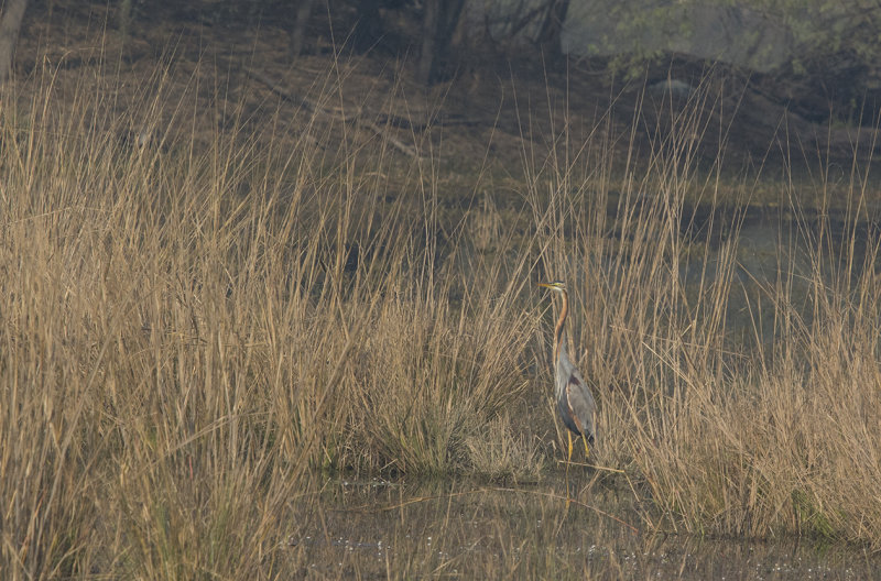 purple heron - Ardea purpurea - Purpurhäger