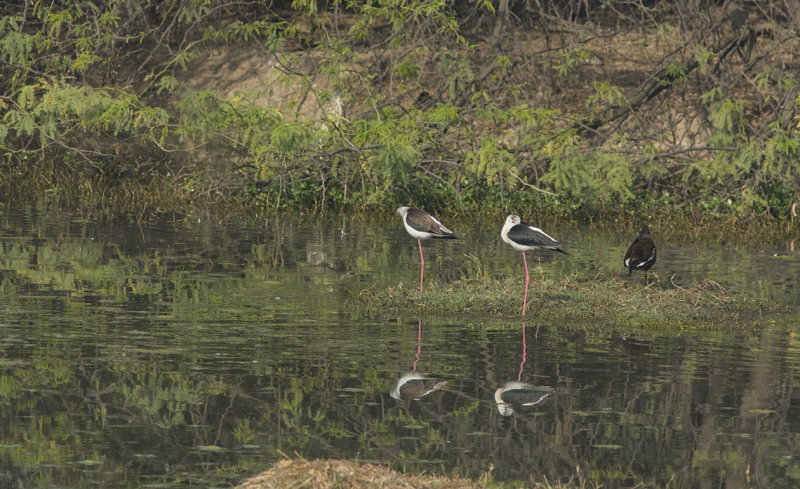 black-winged stilt - Himantopus himantopus - Styltlöpare