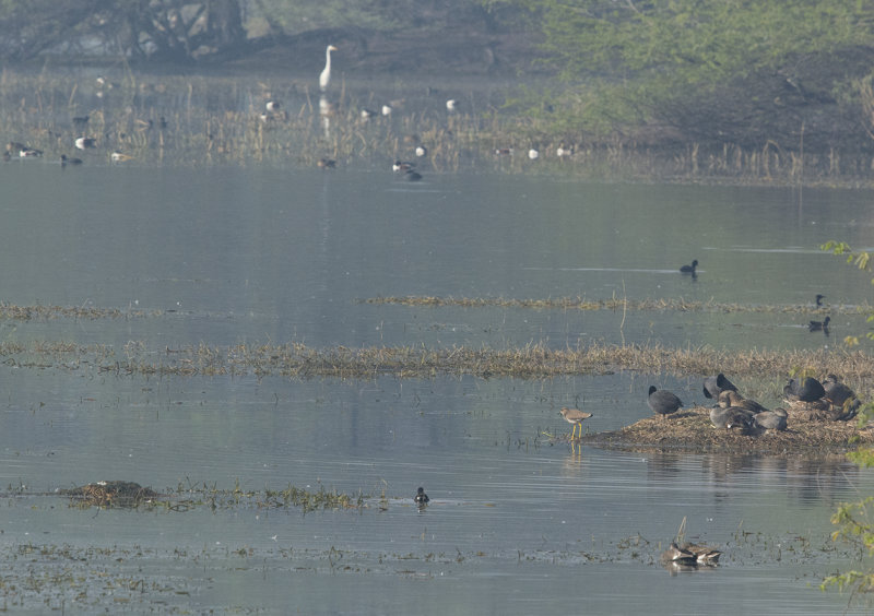 white-tailed lapwing - Vanellus leucurus - Sumpvipa