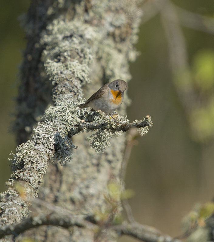 mindre flugsnappare, Horssten
