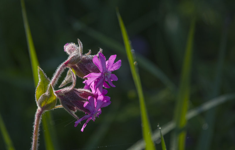 blomma, Horssten