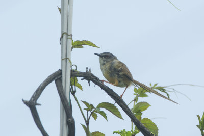 Yellow-bellied Prinia. Prinia flaviventris. Gulbukig prinia 