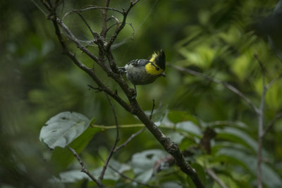 Yellow-cheeked Tit. Machlolophus spilonotus. stlig gyllenmes