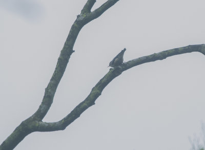 Velvet-fronted Nuthatch. Sitta frontalis. Rdnbbad ntvcka 