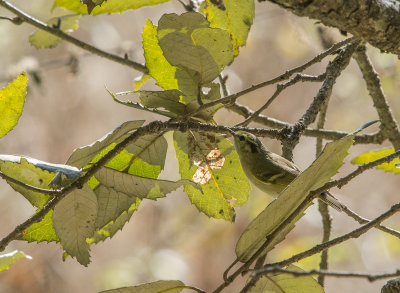 lemon-rumped warbler, phylloscopus chloronotus, sydlig kungsfgelsngare