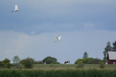Gotland 2018