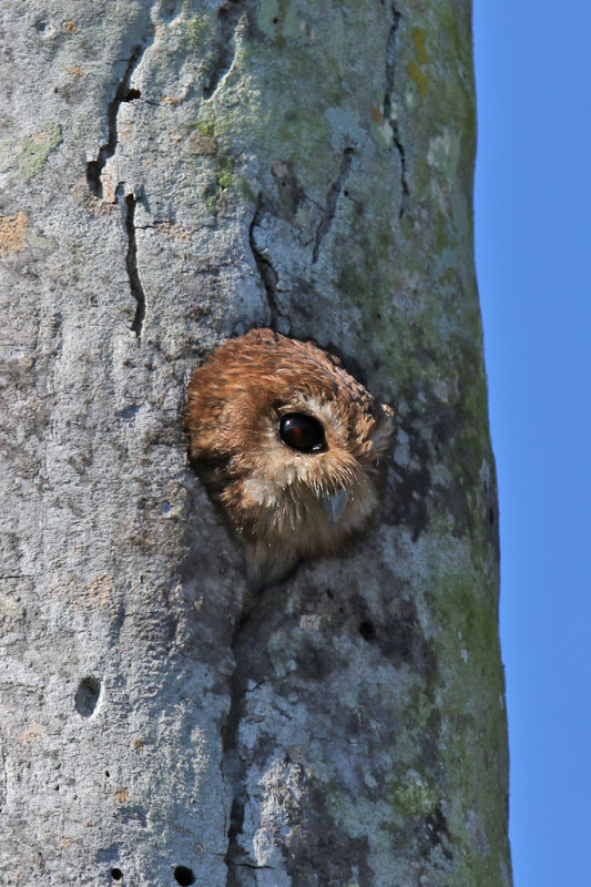 Cuban Screech-Owl - (Gymnoglaux Lawrencii)