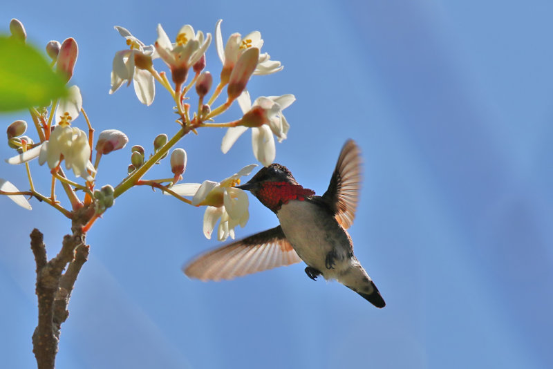 Bee Hummingbird - (Mellisuga helenae)