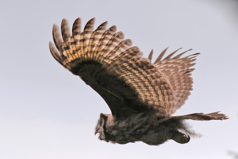 Lappuggla - Great Grey Owl (Strix nebulosa)