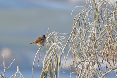 Tundrasparv - American Tree Sparrow (Spizella arborea)