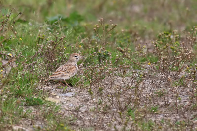 Korttlrka - Greater Short-toed Lark (Calandrella brachydactyla)