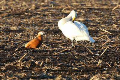 Rostand - Ruddy Shelduck (Tadorna ferruginea)