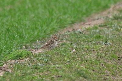 Kornsparv - Corn Bunting (Emberiza calandra)