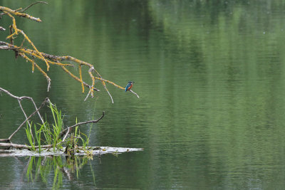 Kungsfiskare - Common Kingfisher (Alcedo atthis)
