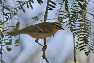 UAE Birds