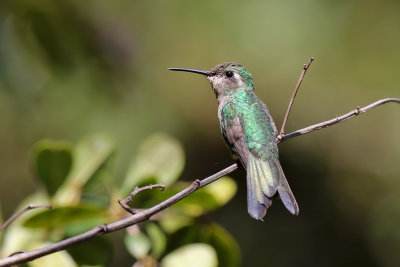 Cuban Emerald - (Chlorostilbon ricordii)