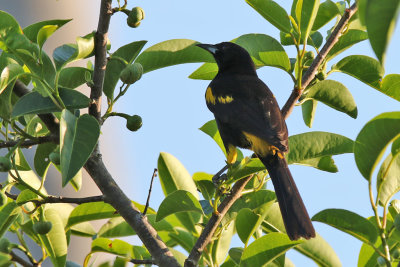 Cuban Oriole- (Icterus melanopsis)