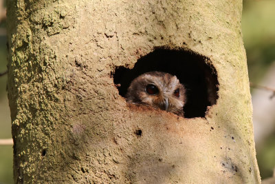 Cuban Screech-Owl - (Gymnoglaux Lawrencii)