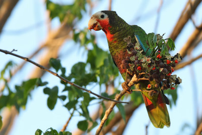 Cuban Parrot - (Amazona leucocephala)