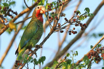 Cuban Parrot - (Amazona leucocephala)