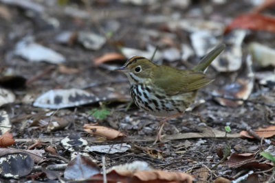 Ovenbird - (Seiurus aurocapilla)