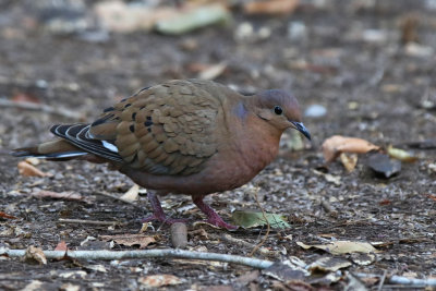 Zenaida Dove - (Zenaida aurita)