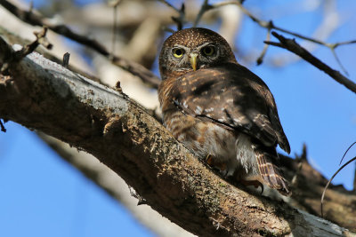 Cuban Pygmy-Owl - (Glaucidium siju)