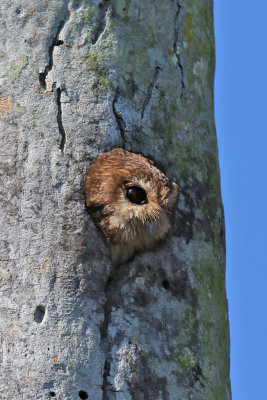 Cuban Screech-Owl - (Gymnoglaux Lawrencii)