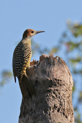 Fernandinas Flicker - (Colaptes fernandinae)