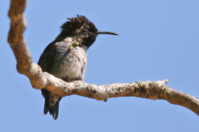 Bee Hummingbird - (Mellisuga helenae)