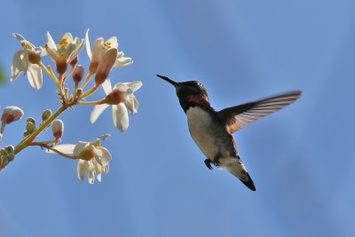 Bee Hummingbird - (Mellisuga helenae)