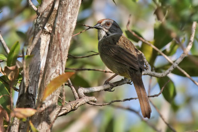 Zapata Sparrow - (T.i.inexpectata) 