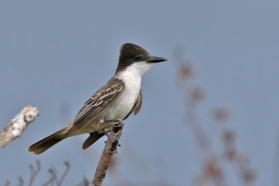 Loggerhed Kingbird - (Tyrannus caudifasciatus)