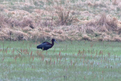 Bronsibis - Glossy Ibis (Plegadis falcinellus)