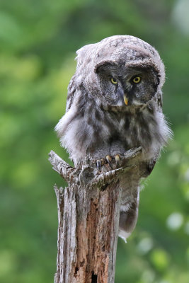 Lappuggla - Great Grey Owl (Strix nebulosa)