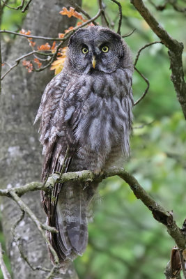 Lappuggla - Great Grey Owl (Strix nebulosa)