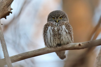 Sparvuggla - Eurasian Pygmy Owl (Glaucidium passerinum)