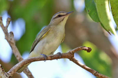 Black-whiskered Vireo - (Vireo altiloquus)