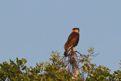 Northern Caracara - (Caracara cheriway)