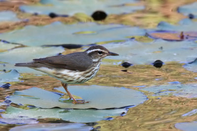 Lousiana Waterthrush - (Parkesia motacilla)